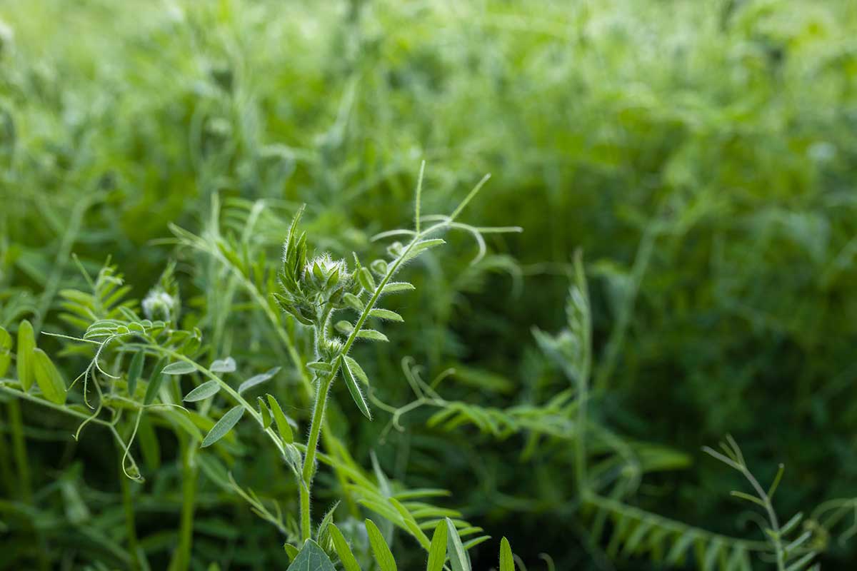 Zmes rastlín na zelené hnojenie