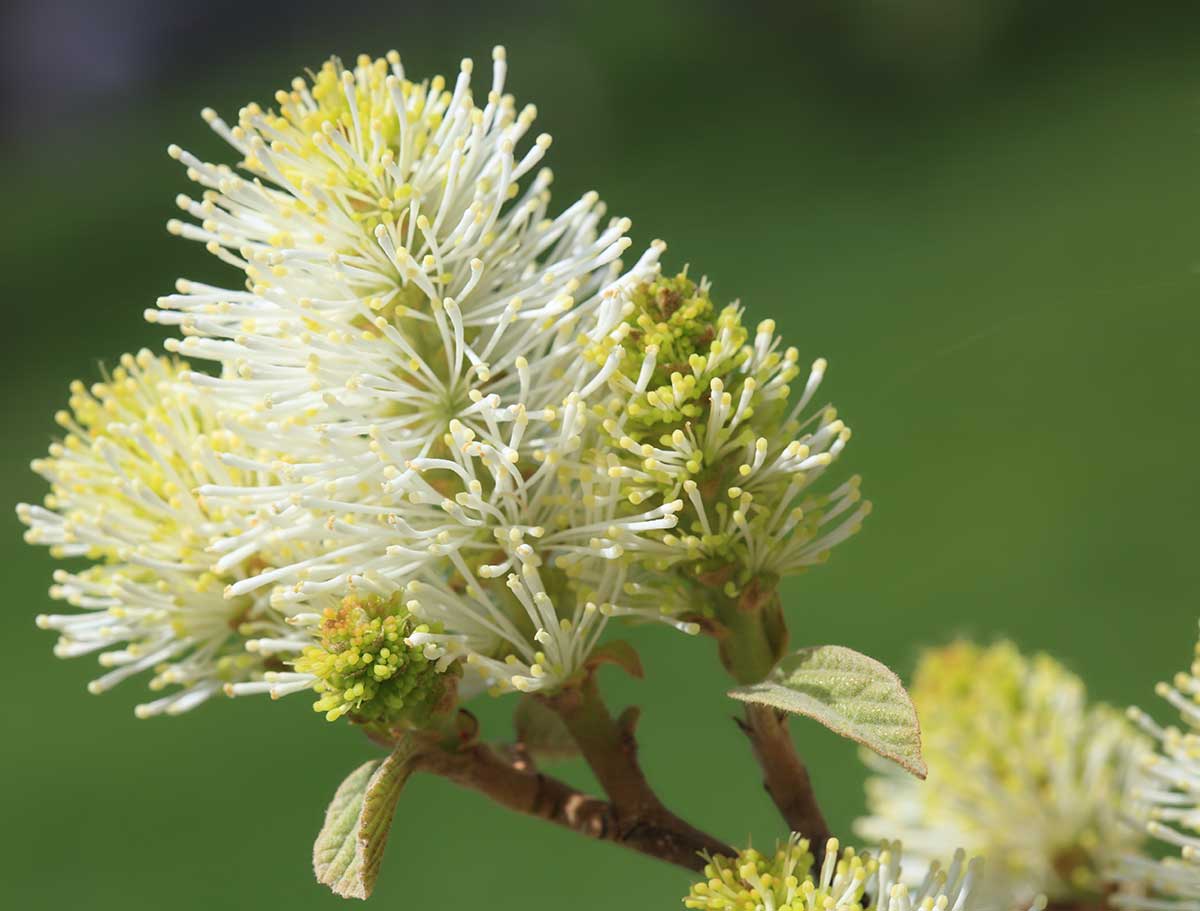 Biely kvet fotergily v jarnom období