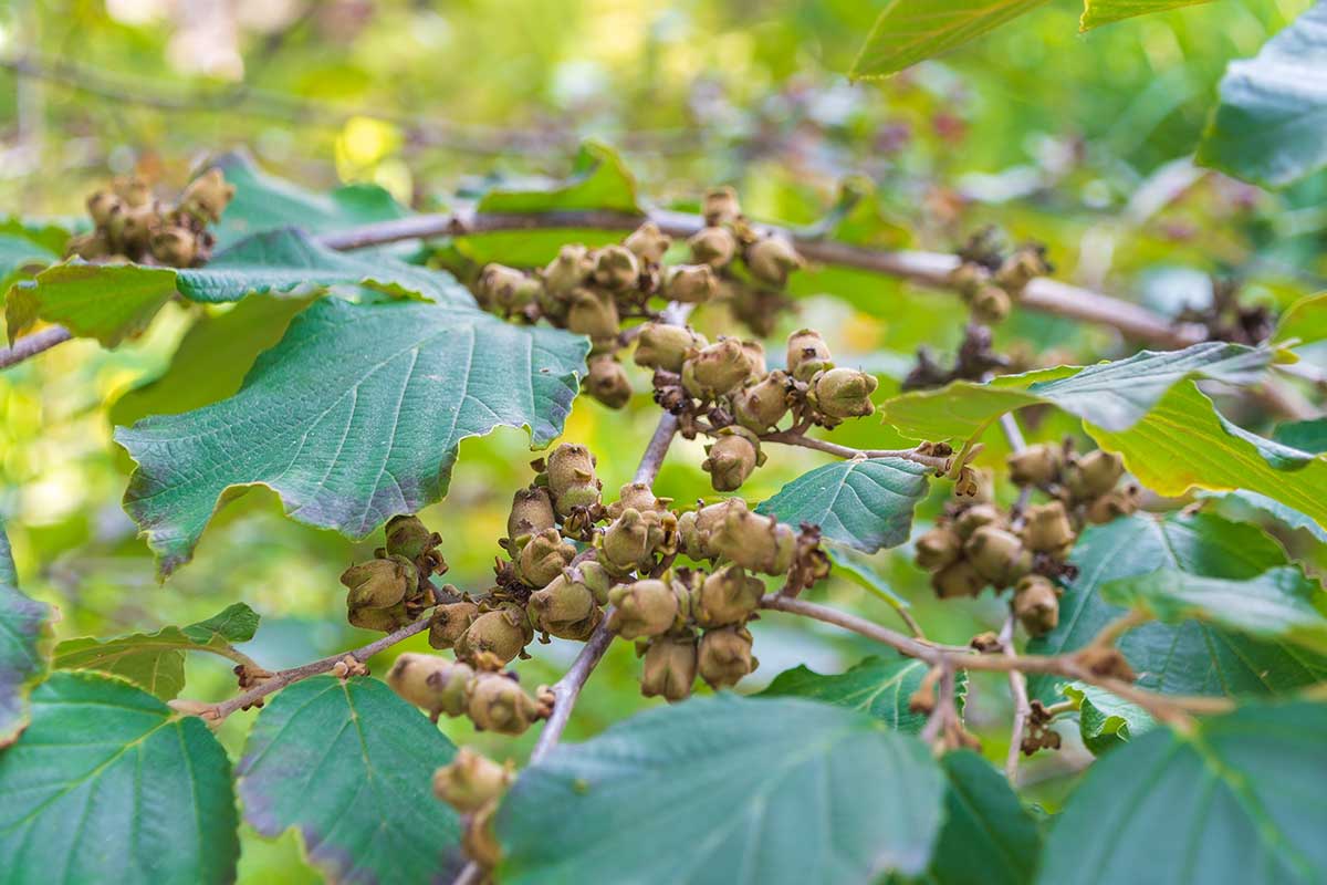 Kvetné puky hamamelu virgínskeho