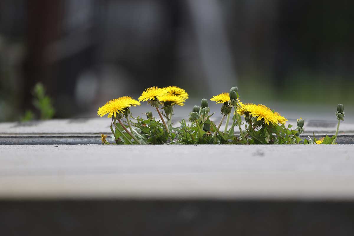 Púpavy rastúce na hrobovom mieste