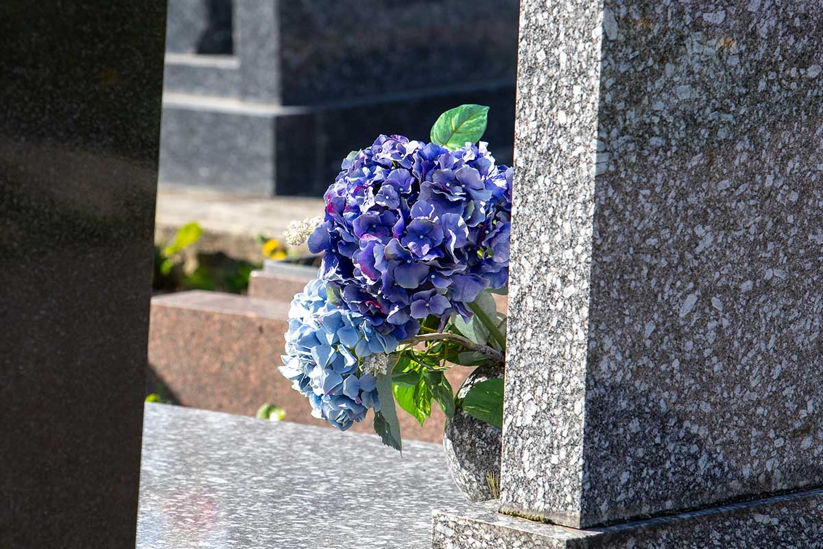 Hortenzie na hrobe