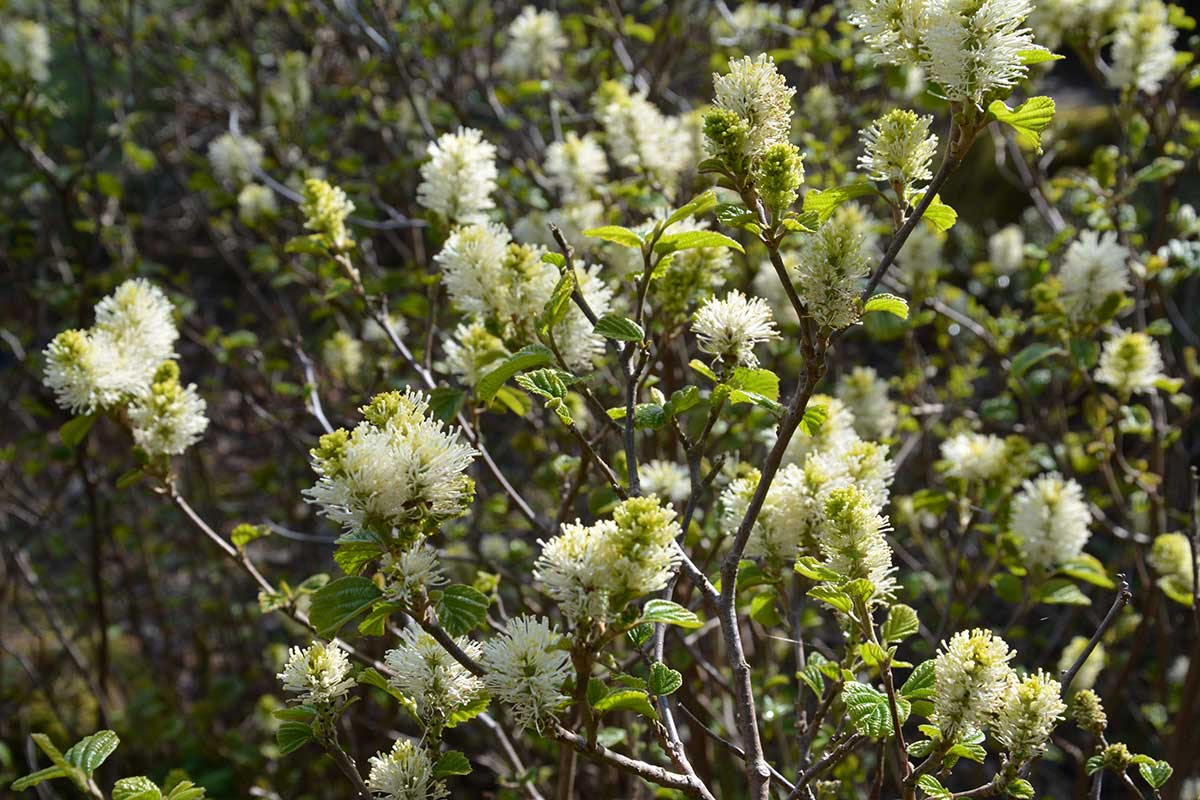 Kvitnúca fotergila na jar