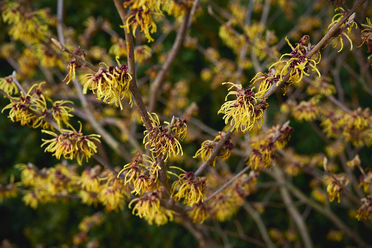 Kvitnúci hamamel virgínsky