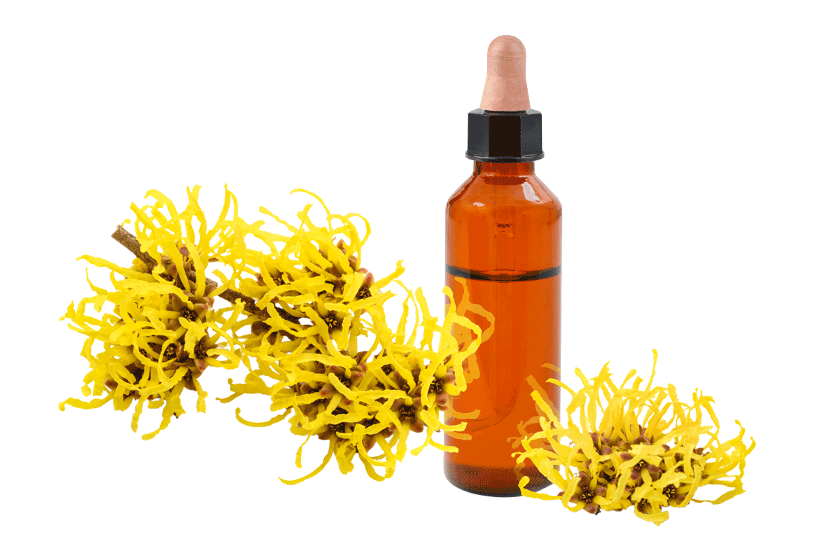 Liečivé výťažky z hamamelu virgínskeho