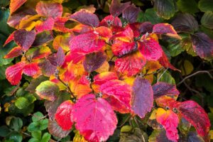 Pripomína liesku, no je iná. Fotergila bude klenotom vašej jesennej záhrady