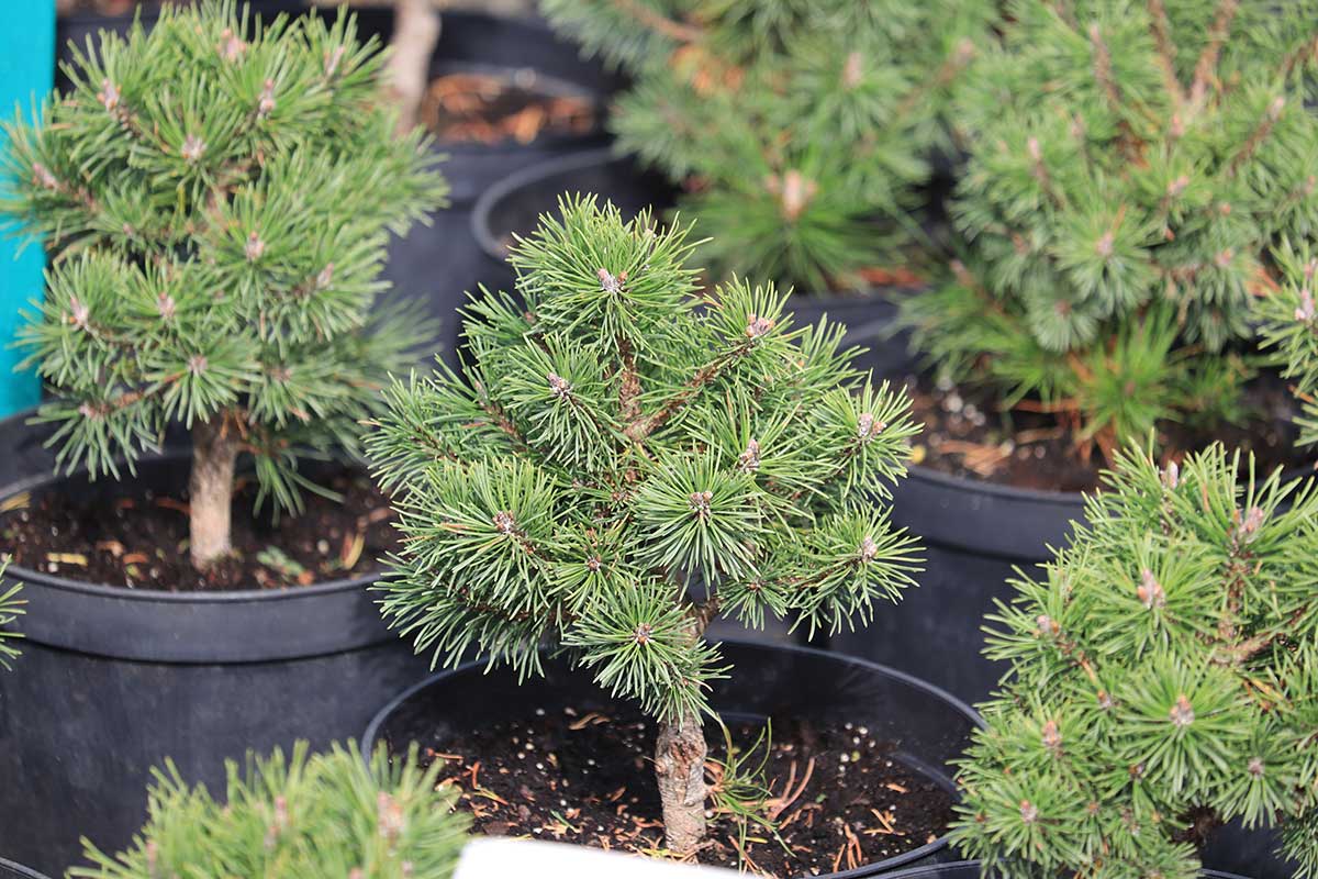 Miniatúrne ihličnany