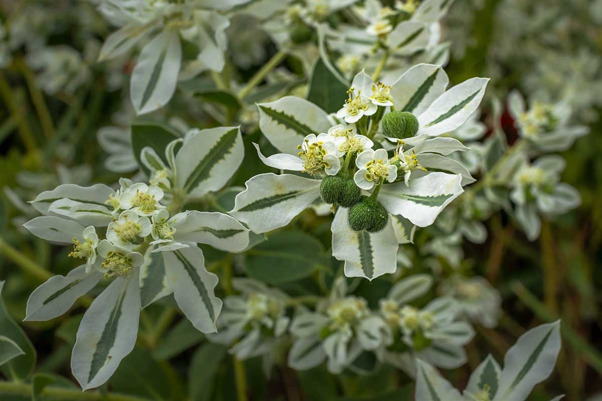 Mliečnik obrúbený