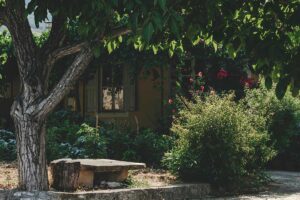 Tam, kde slnko nesvieti, sa darí týmto 30 rastlinám. Ktoré si vyberiete do tieňa či polotieňa?