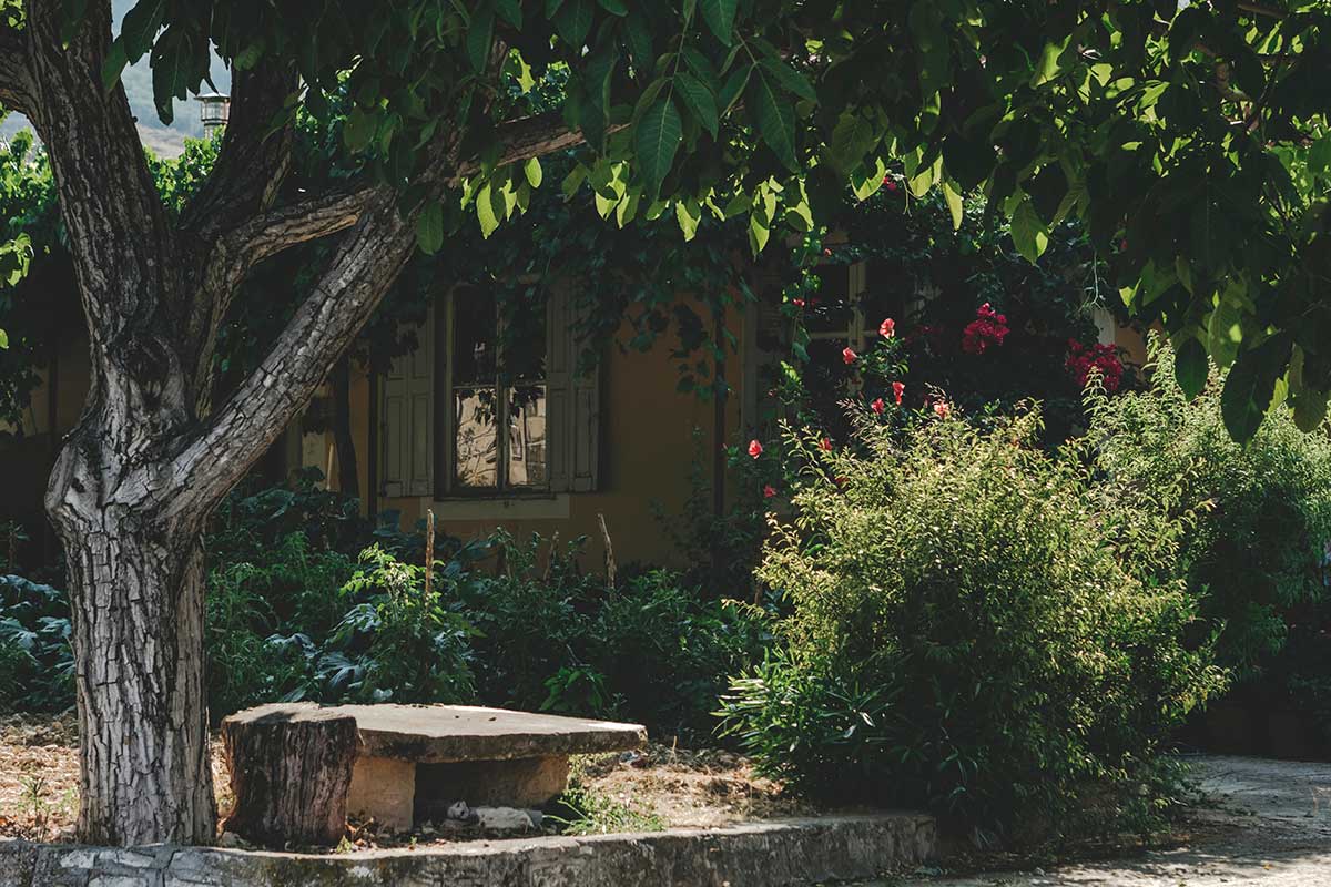 Najkrajšie rastliny do tieňa a polotieňa