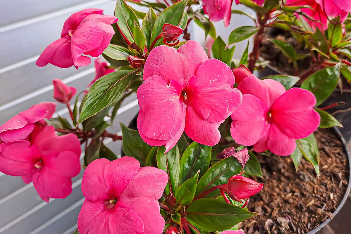 Netýkavka sultánska