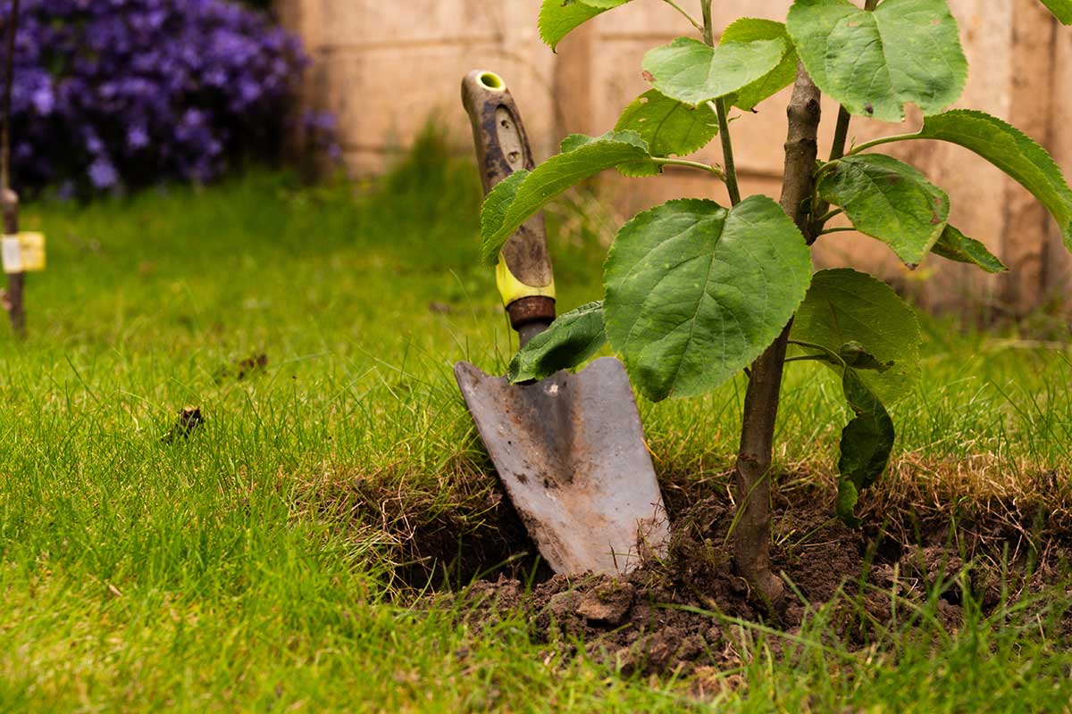 Vysádzanie dreviny do záhrady