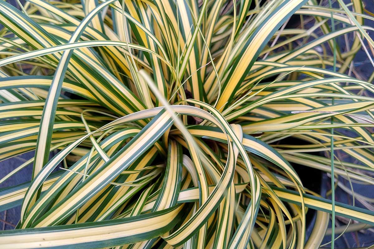 Okrasná tráva ostrica