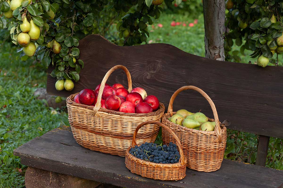 Odrody ovocia vhodné na skladovanie