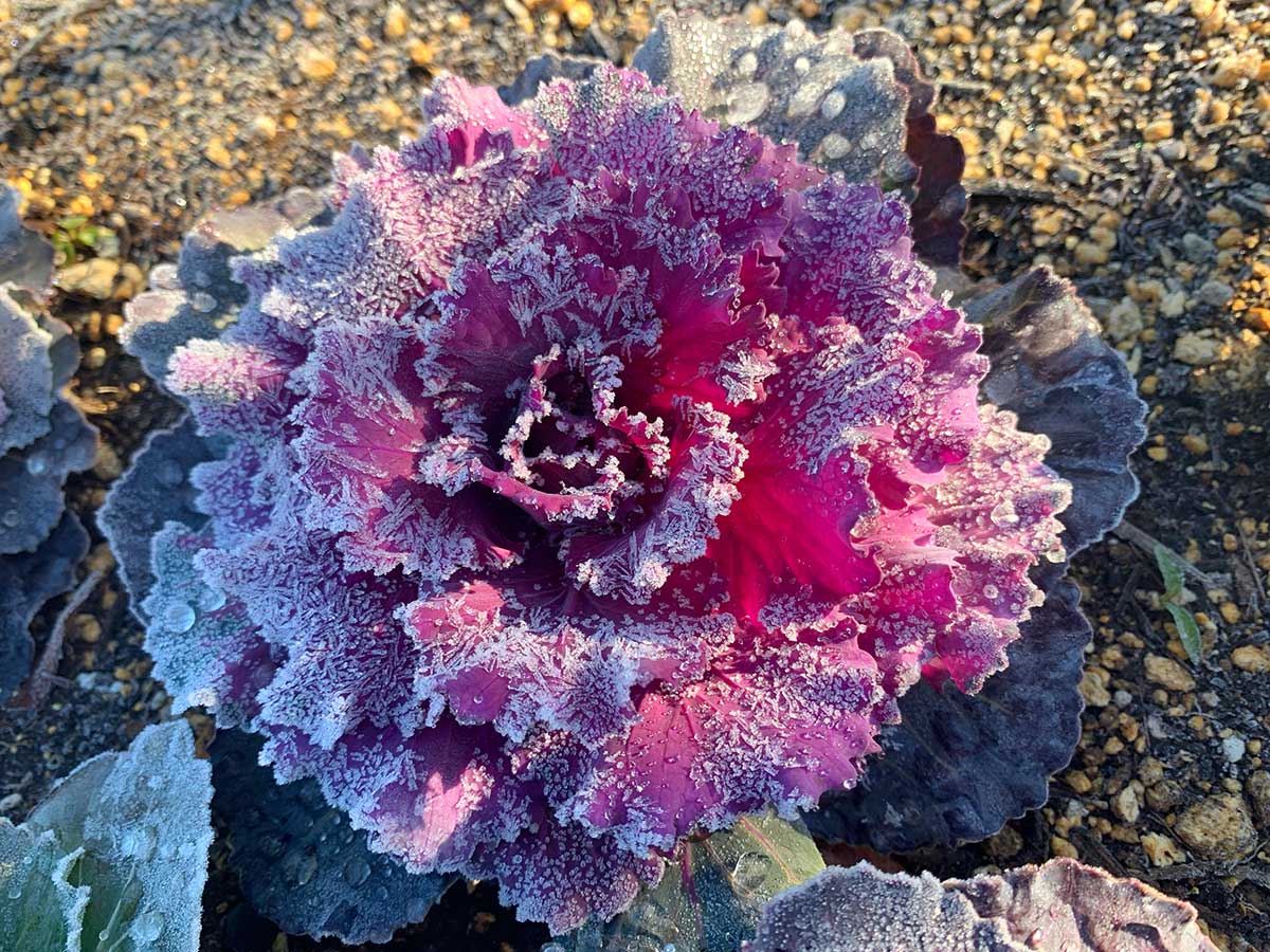 Okrasná kapusta v zime s námrazou