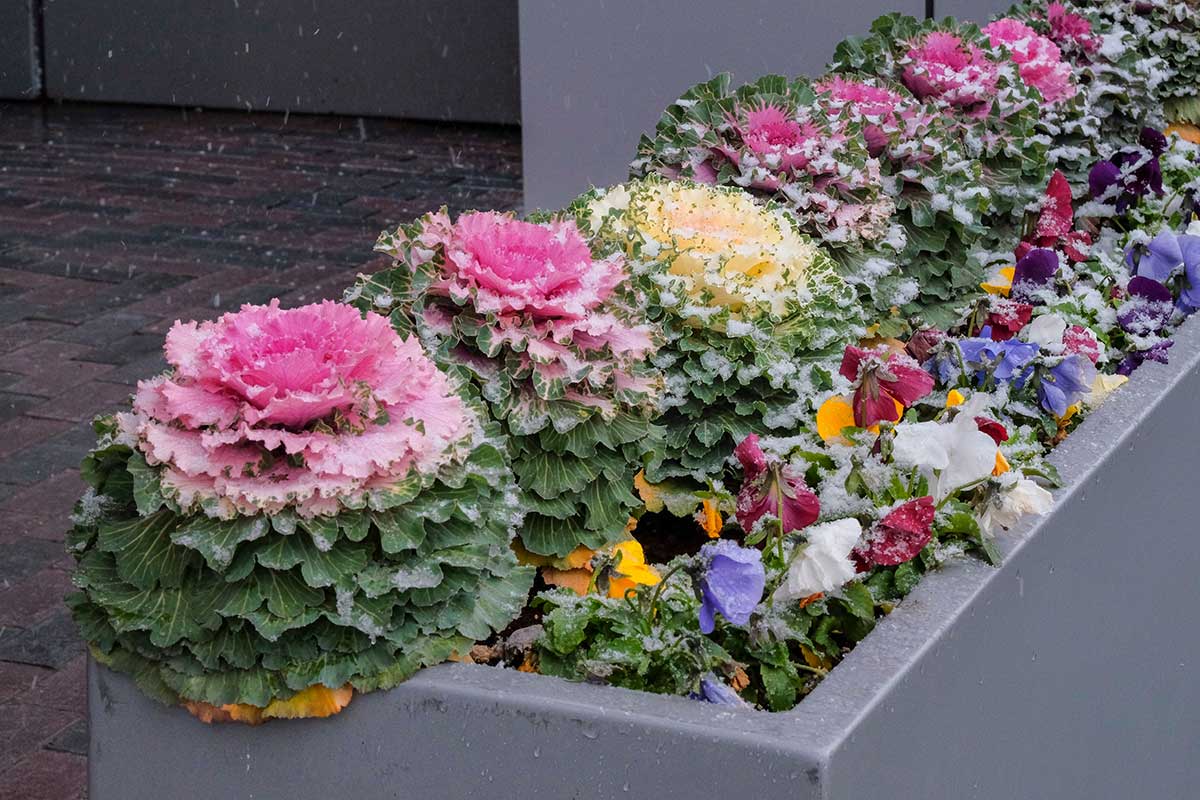 Farebné okrasné kapusty v kvetináči