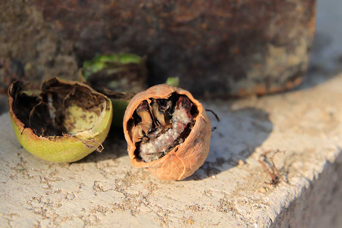 Orechy napadnuté vrtivkou orechovou