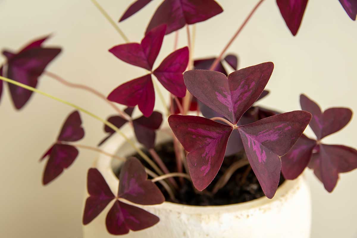 Oxalis patrí k lenivejším hlásateľkám počasia. Foto: Shutterstock