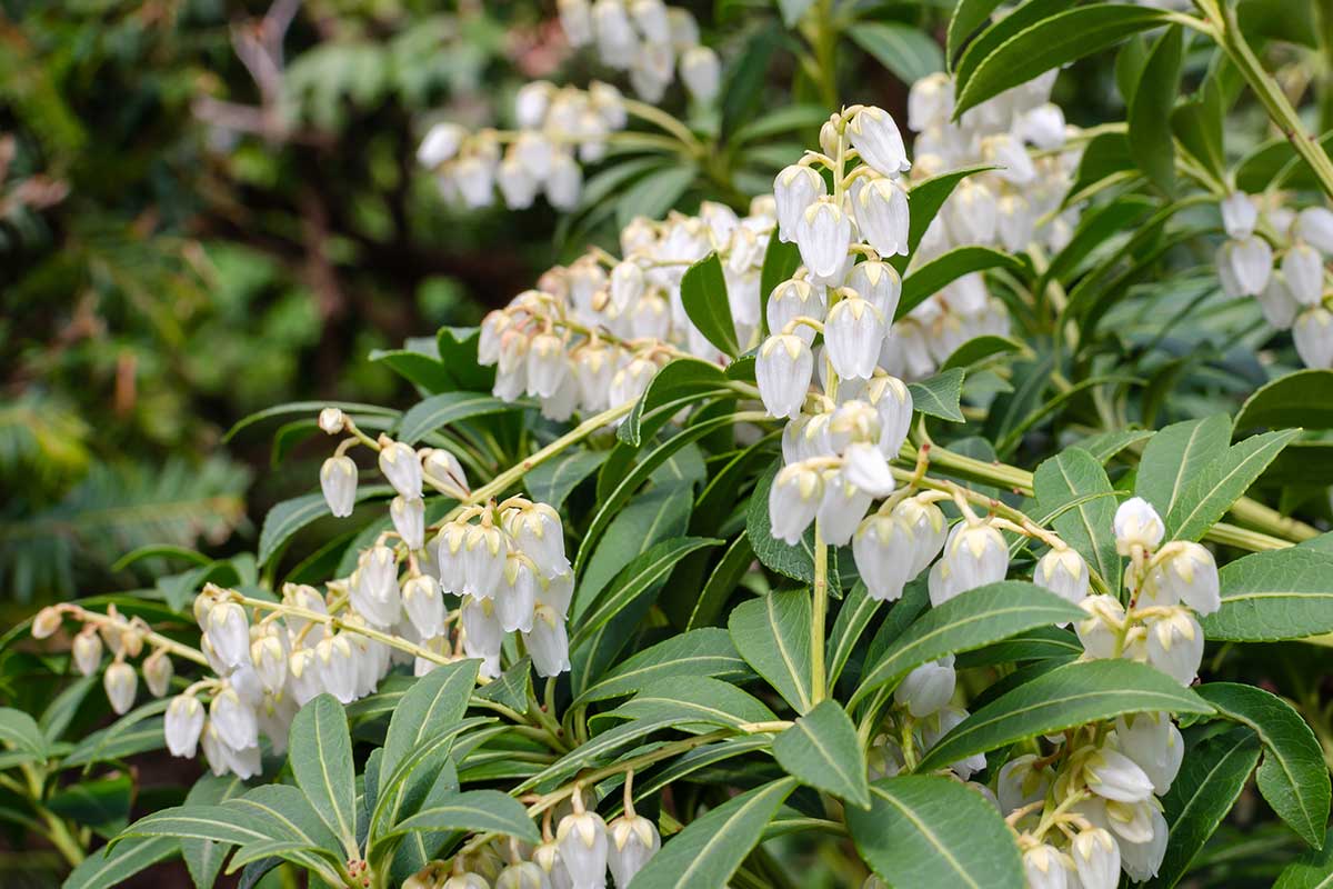 Pieris japonský