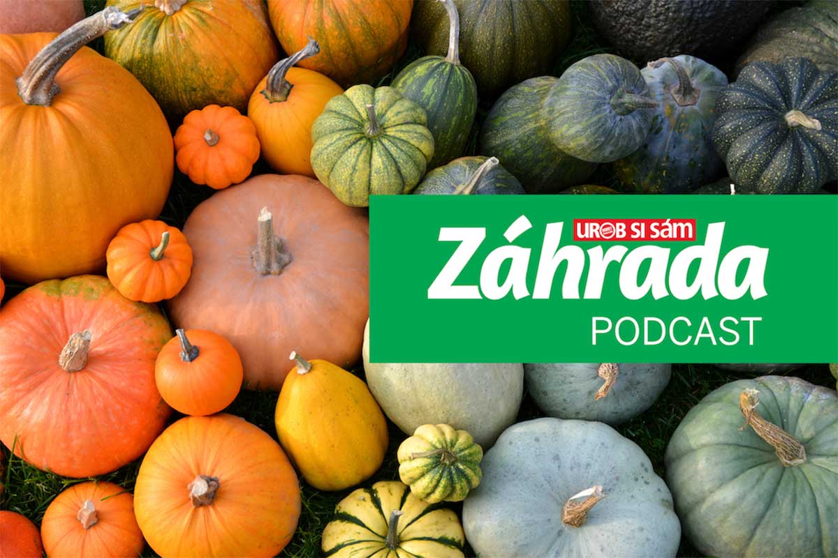 Podcast Záhrada o pestovaní a využití tekvíc