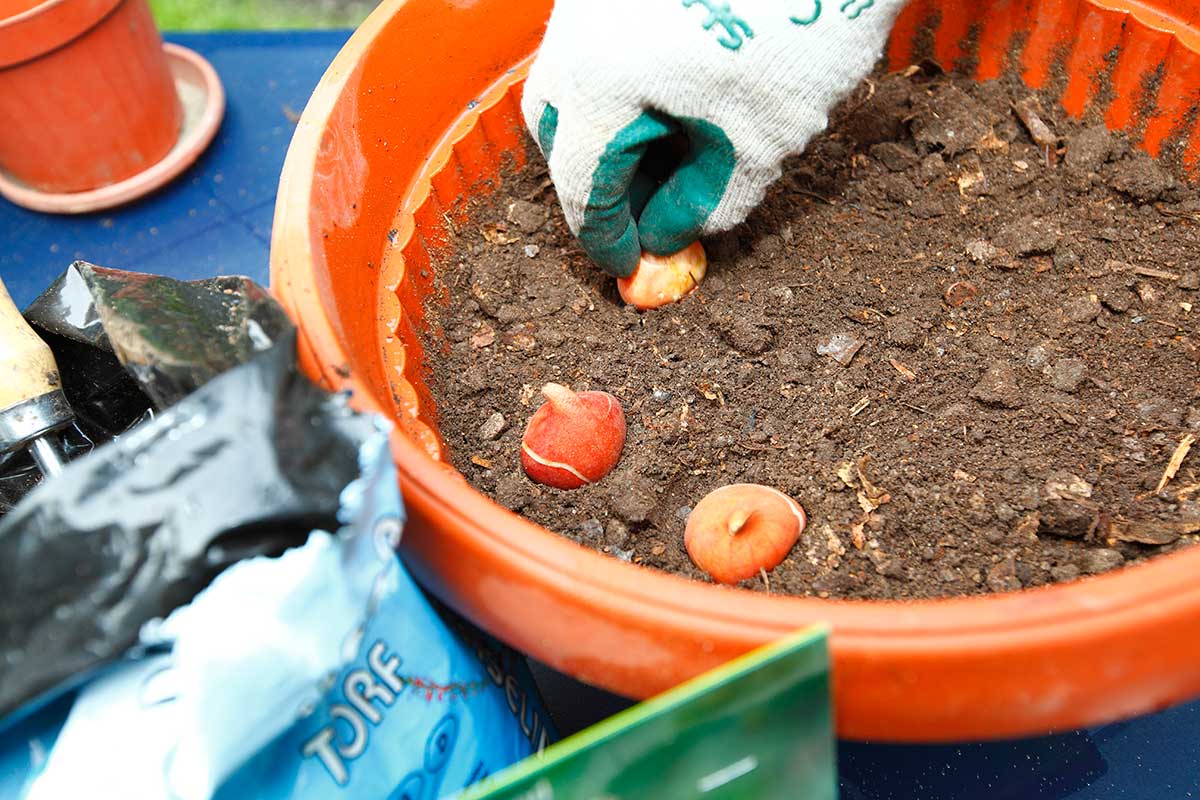 Výsadba cibúľ tulipánov do kvetináča