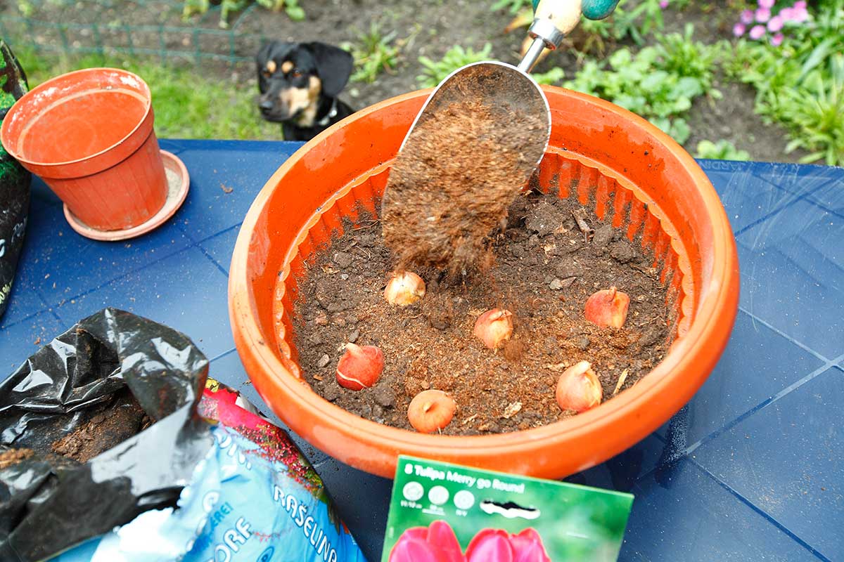 Zasypanie cibúľ tulipánov substrátom 