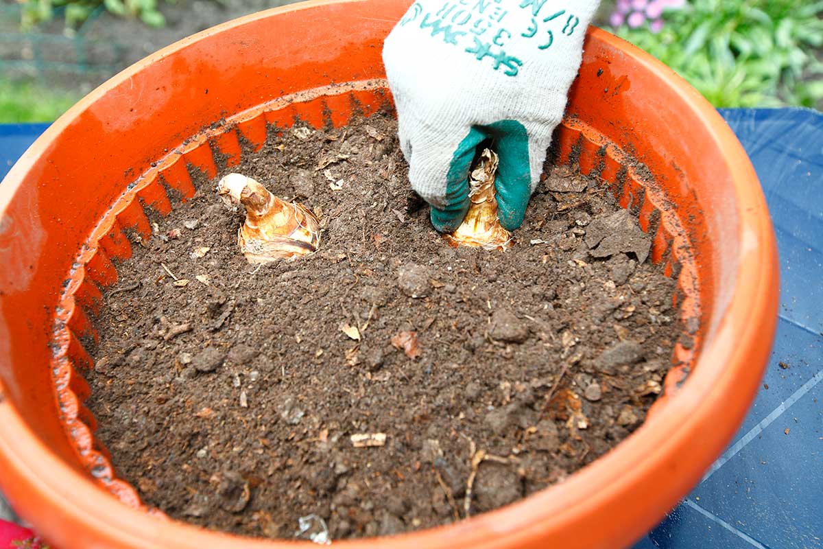 Výsadba cibúľ narcisov