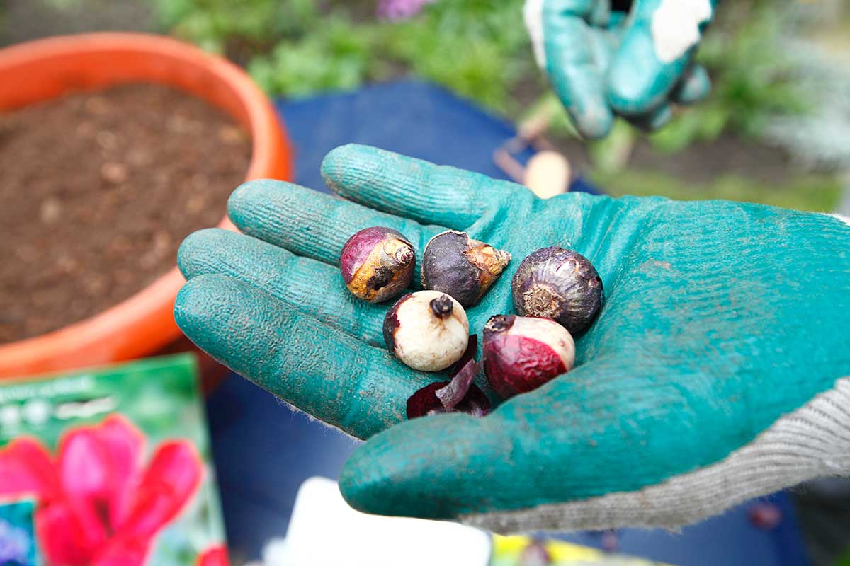 Výsadba drobných cibuľovín do kvetináča