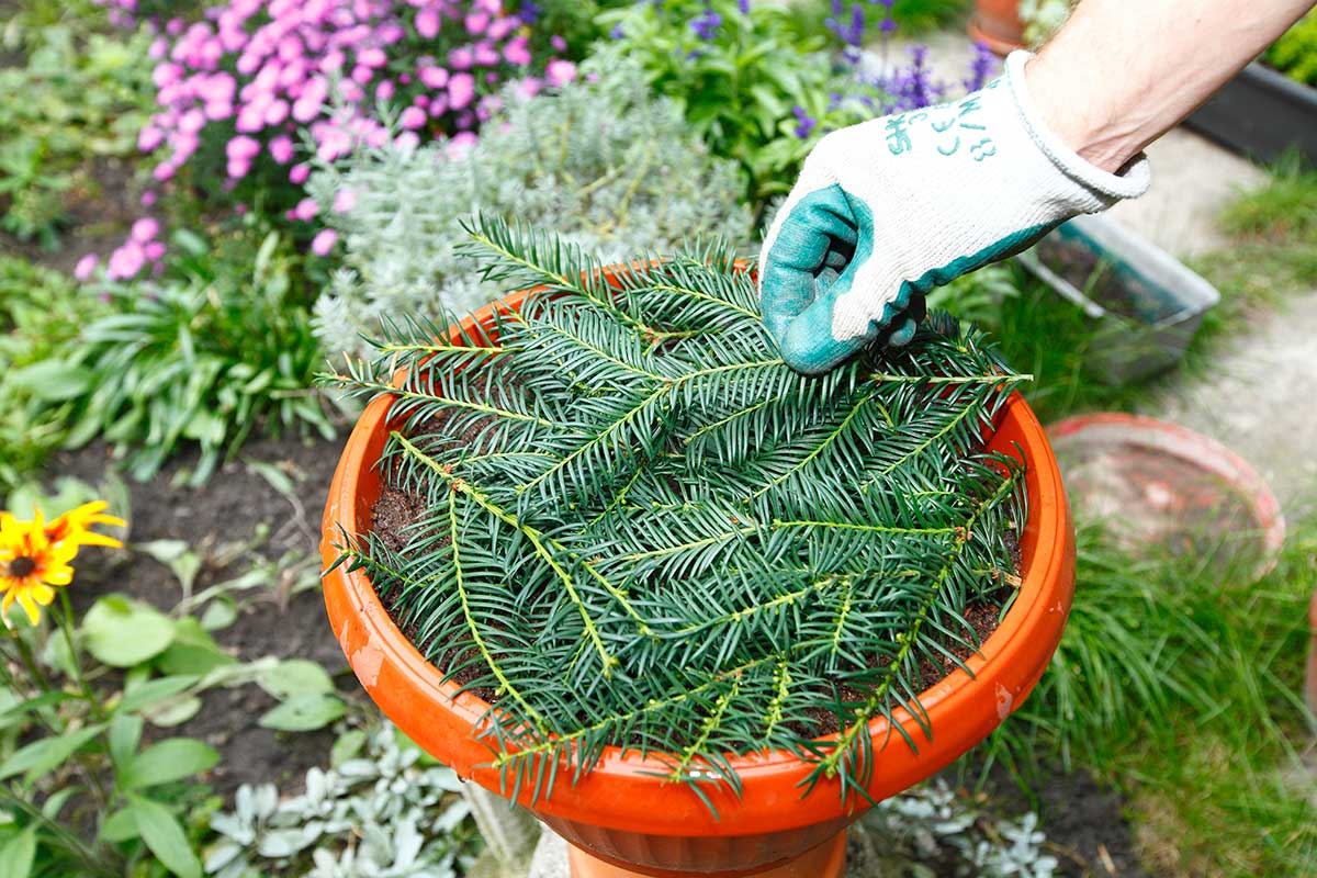 Ochrana vrstvenej výsadby cibuľovín vetvičkami z ihličnanov