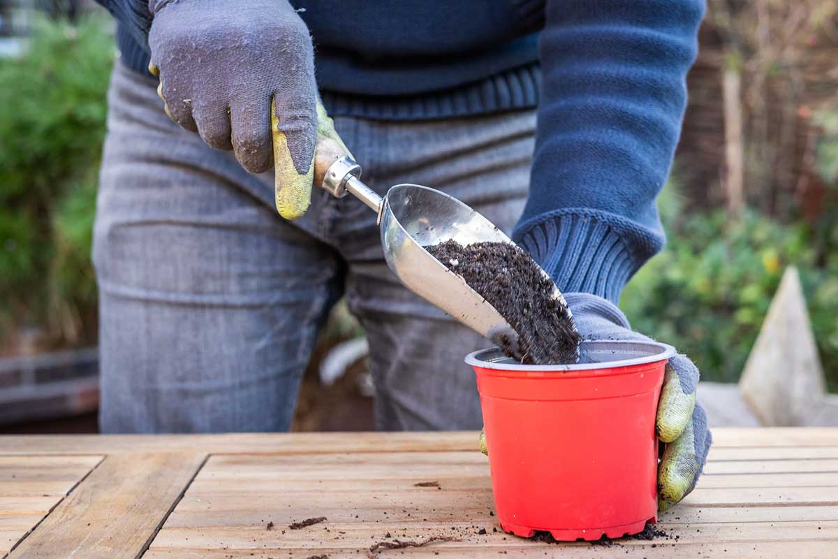 Naplnenie substrátom pre kvitnúce izbové rastliny