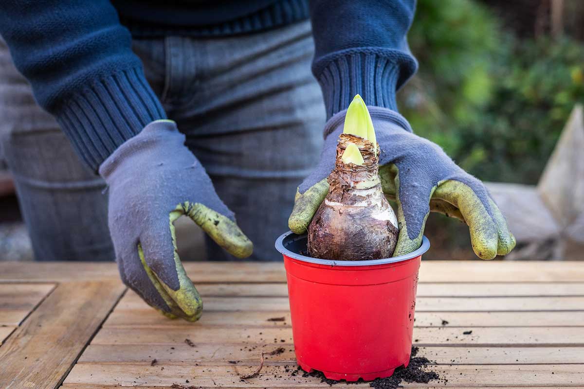 Výsadba cibule zornice