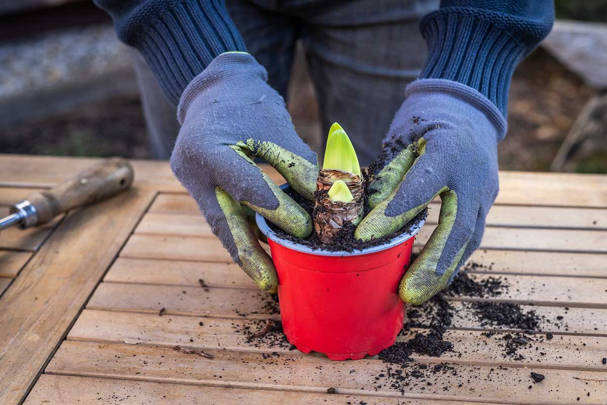 Zasypanie a utlačenie okolia cibule zornice