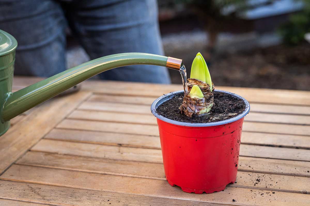 Zavlaženie vysadenej cibule zornice