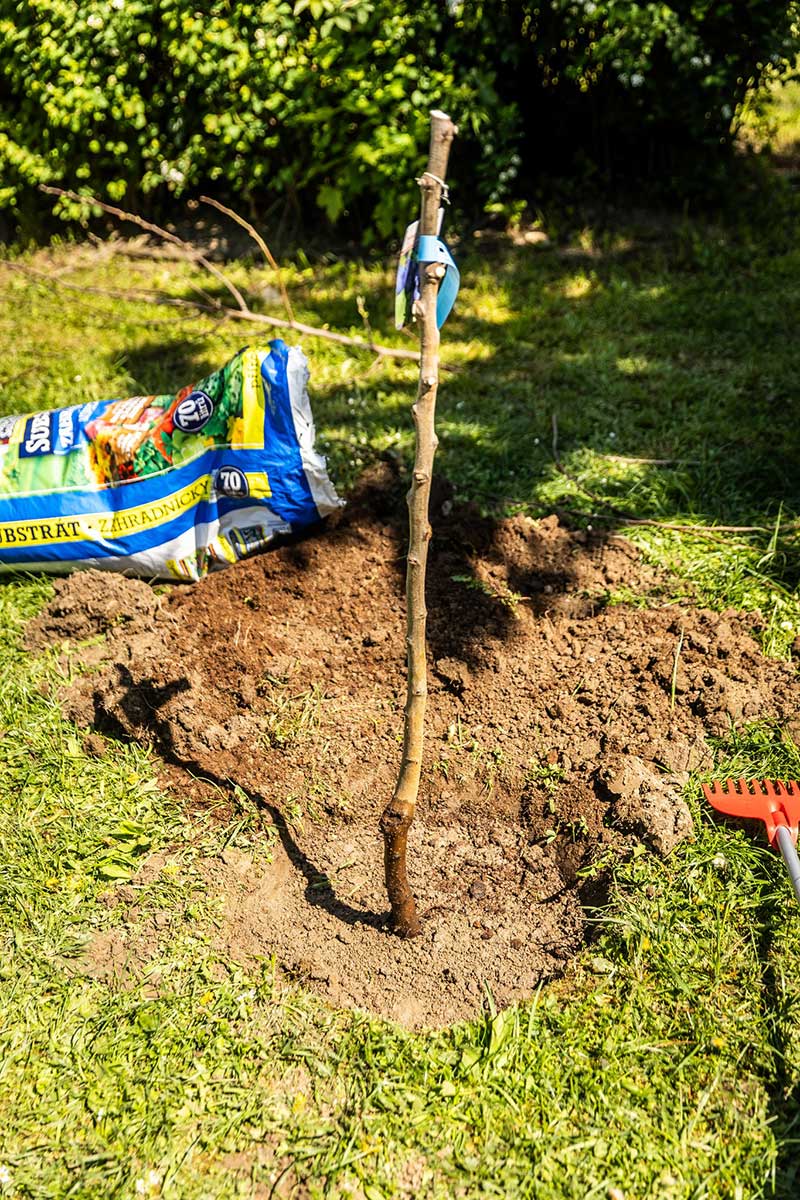 Povýsadbový rez po novom