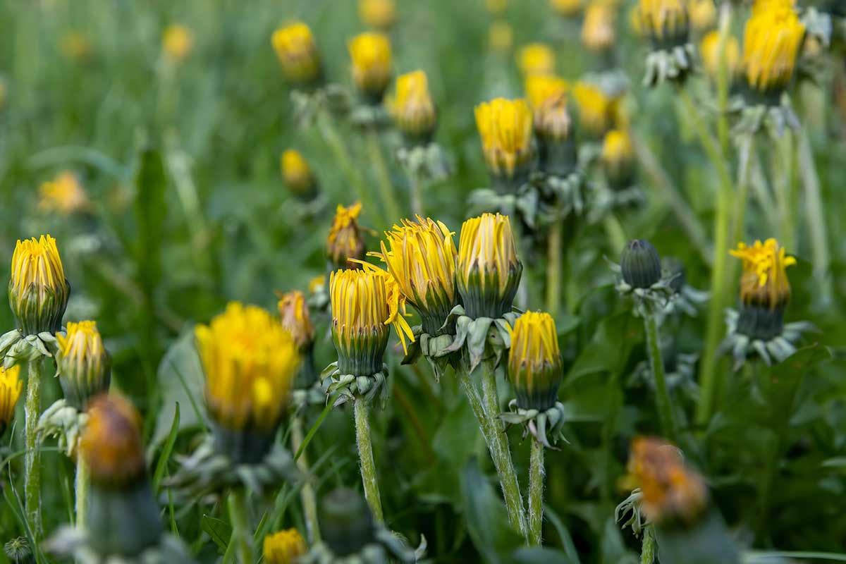 Uzavreté kvety púpavy po daždi