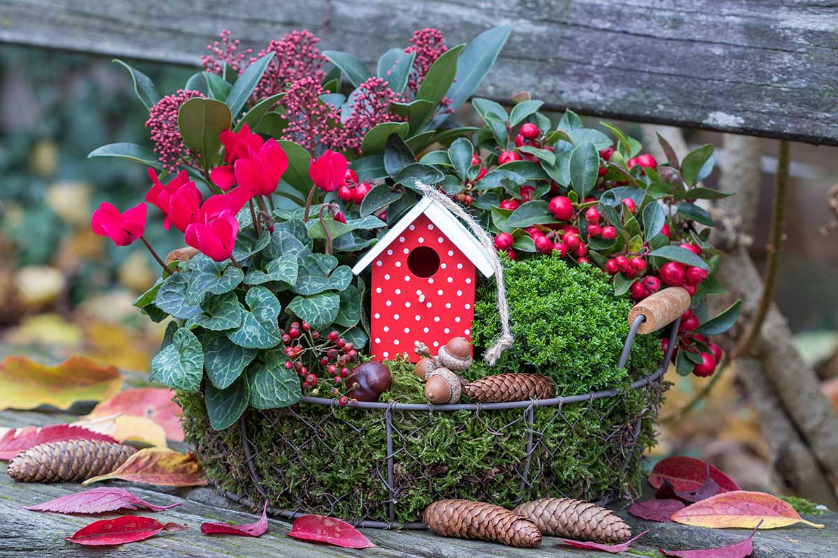 Odolné rastliny v jesennom aranžmáne