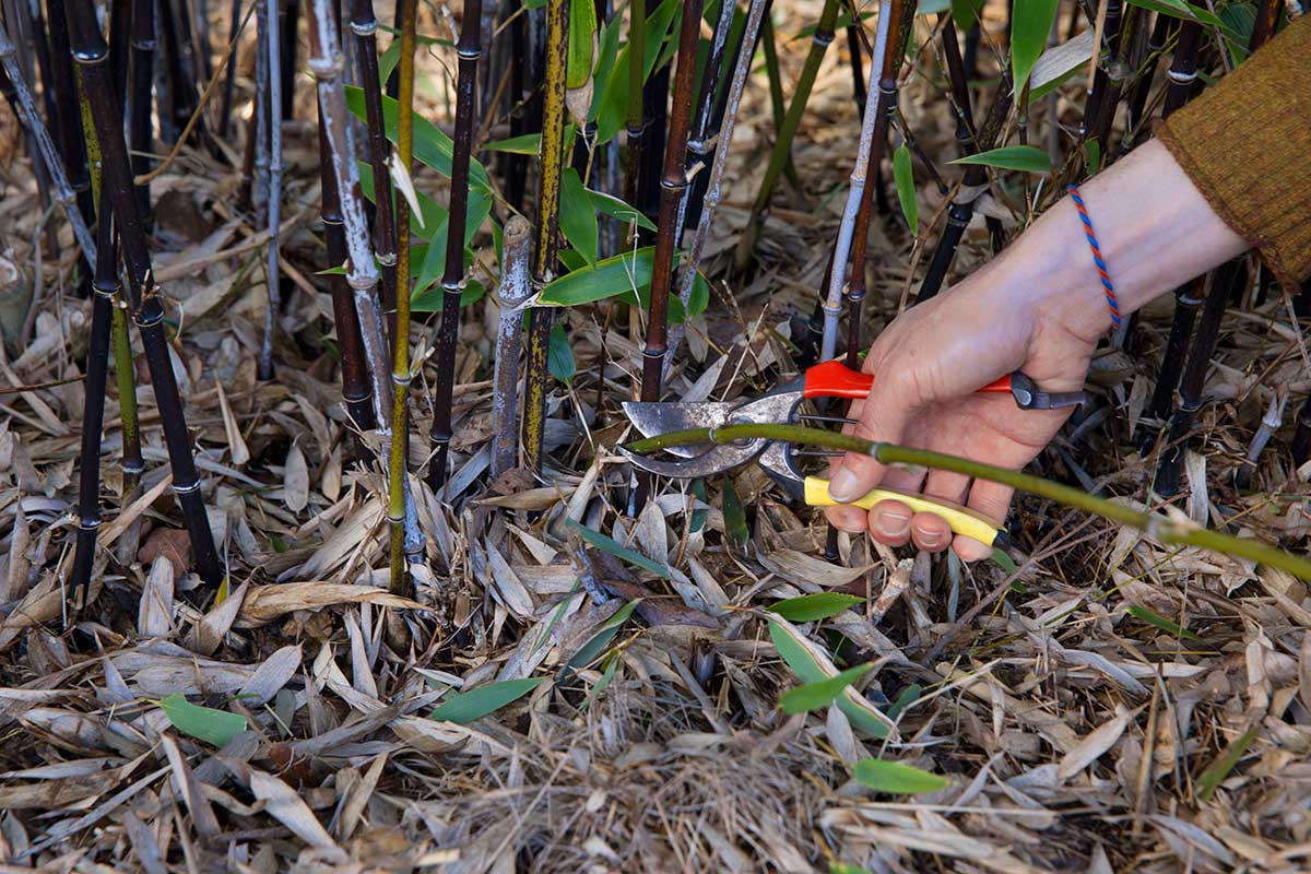 rez november bambus (2)