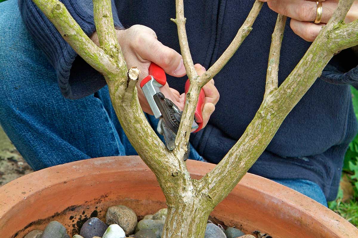 Rez japonského javora