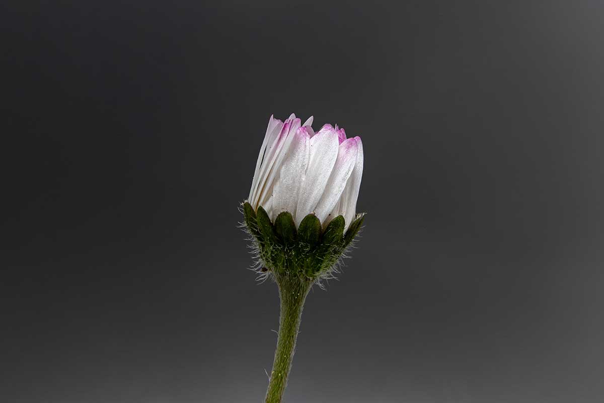 Uzavretý kvet sedmokrásky po daždi