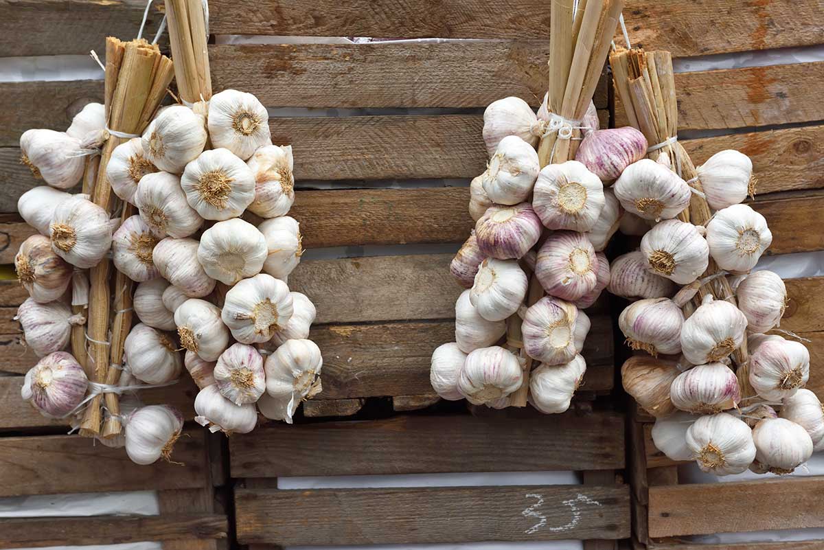 Skladovanie cesnaku v pletených vrkočoch 