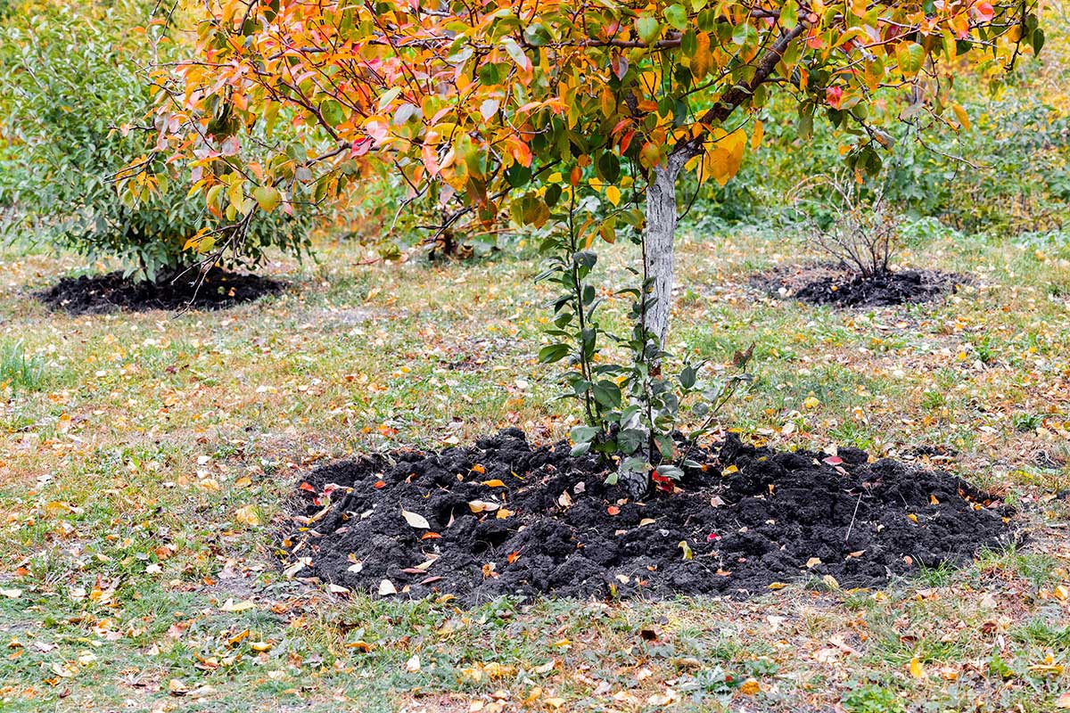 Skyprený kruh pôdy okolo mladého stromčeka