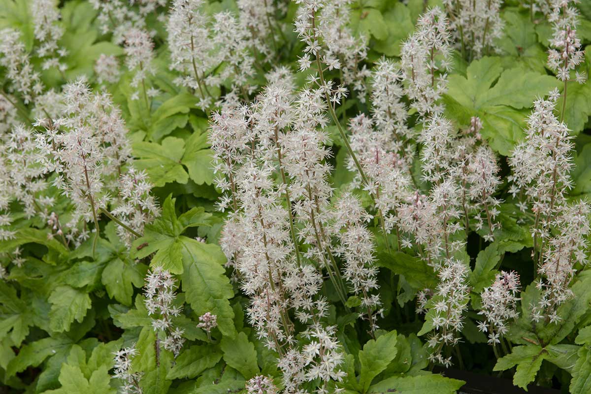 Tiarka srdcovitolistá