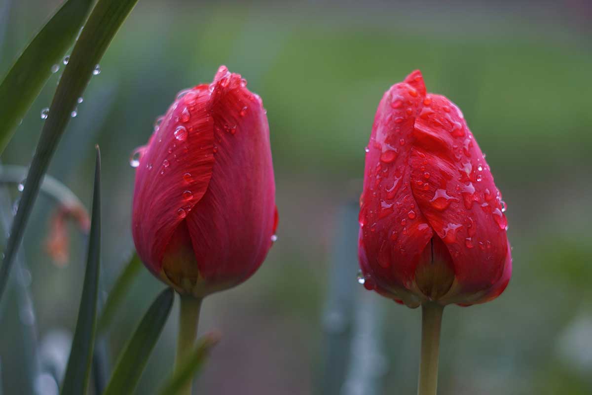Uzavreté lupene kvetov tulipánov po daždi