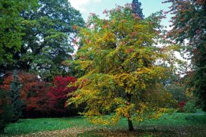 Tupelo v záhrade? Táto drevina rozhodne nie je hlúpa, dokonca kvitne!