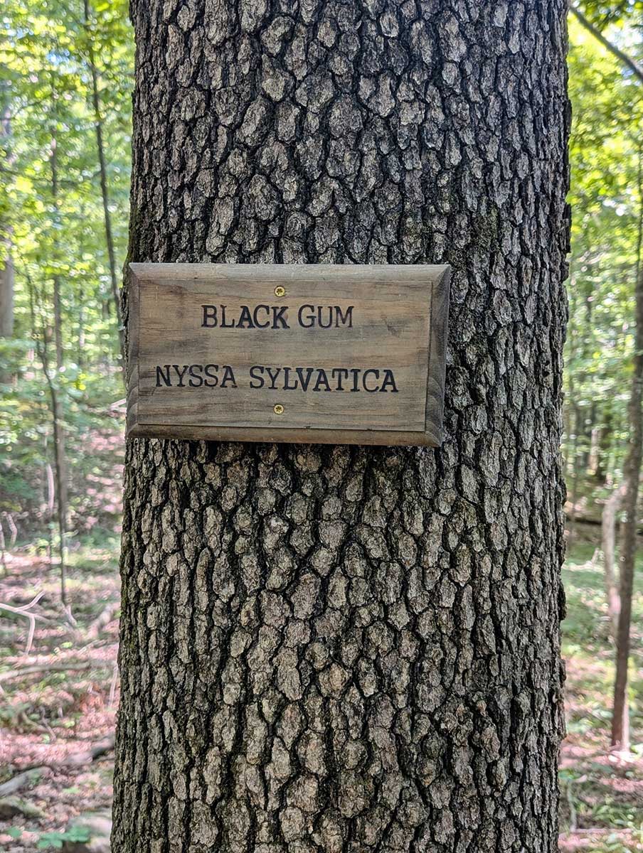 Kmeň tupela lesného