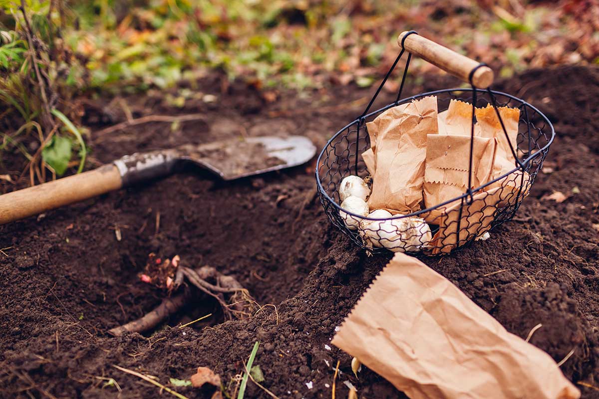 Uchovávanie a vysádzanie cibuliek kvetov