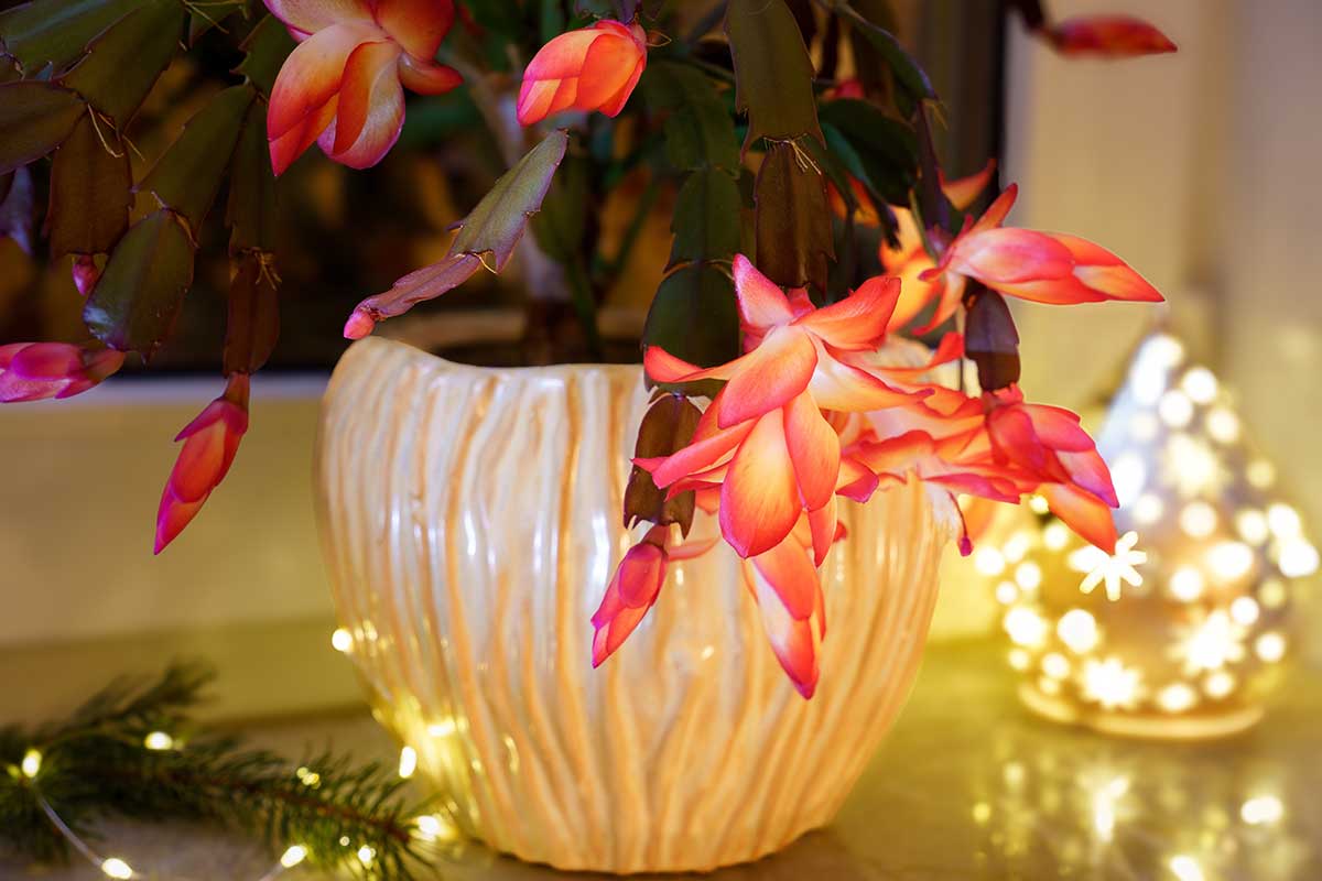 Šlumbergera, inak vianočný kaktus ako vianočná izbovka