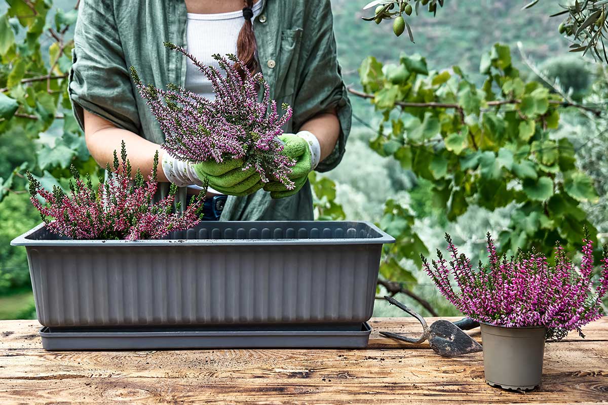 Výsadba vresov do kvetináča