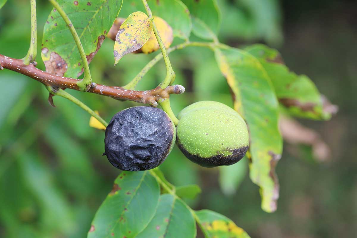 Sčernelé a mäkké orechy napadnuté vrtivkou