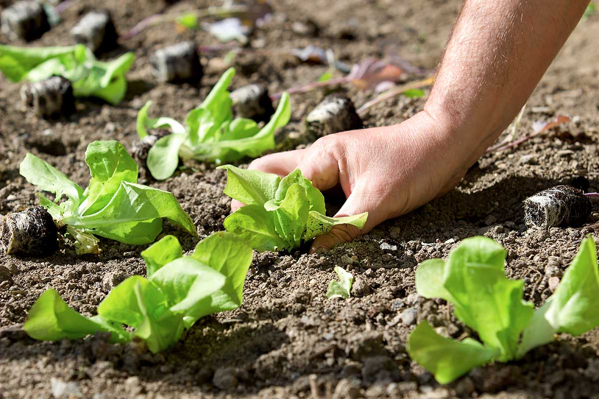 Jesenné vysádzanie šalátu
