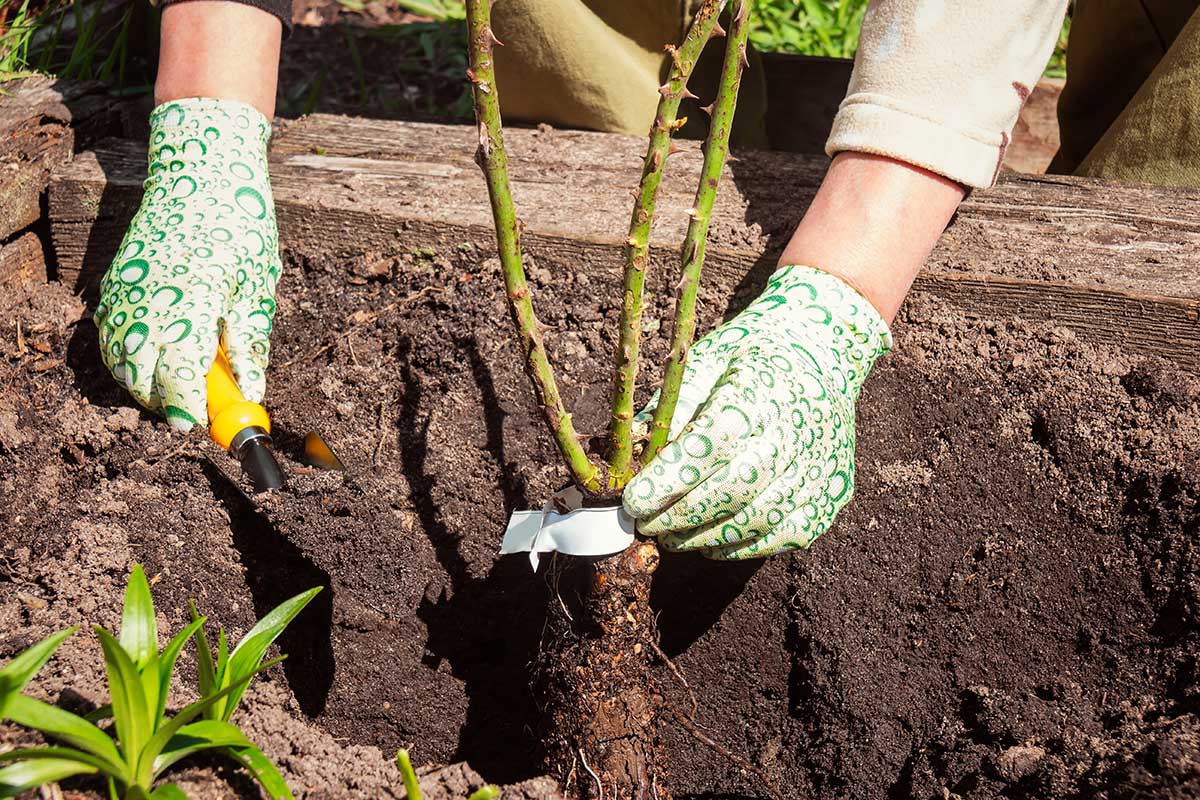 Vysádzanie ruží na jeseň